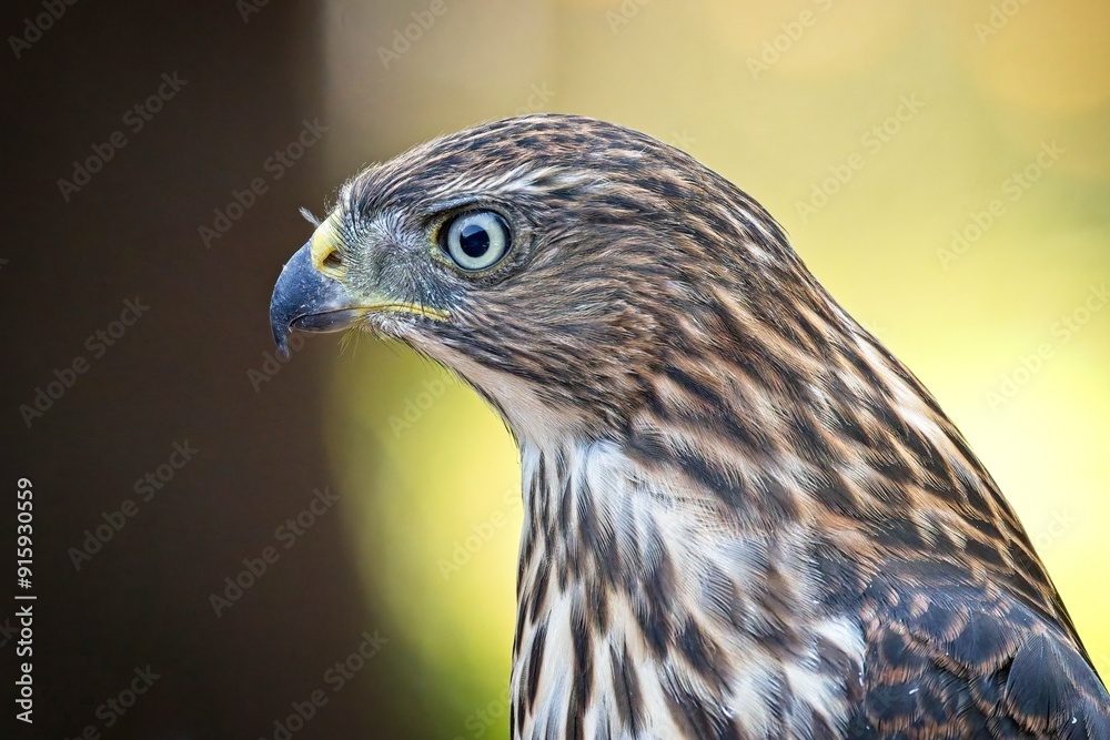 Portraiture of a cooper's hawk. Portraiture of a cooper's hawk.