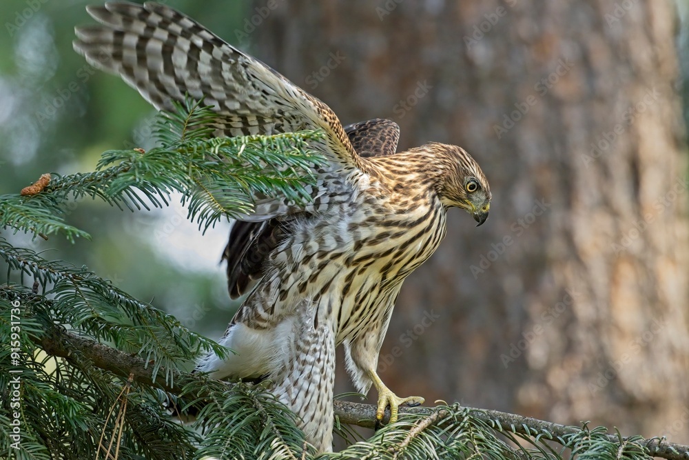 Obraz premium Hawk flaps its wings on a branch.