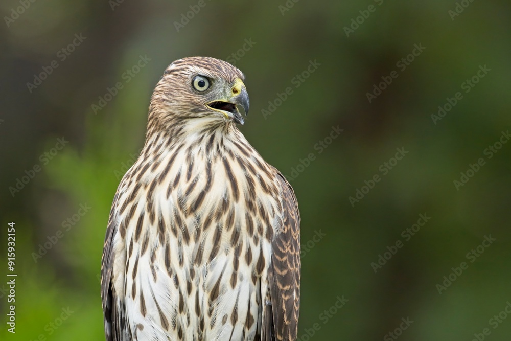 Cooper's hawk with beak open. Cooper's hawk with beak open.