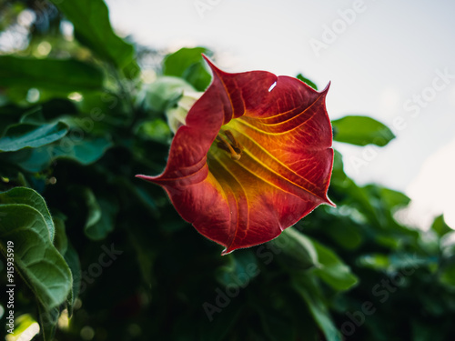 Angels trumpet flower