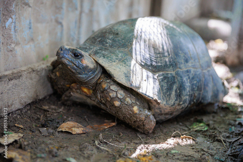 Close-up of Peruvian jungle turtle. In the Amazon jungle, near Iquitos, Peru. South America. photo