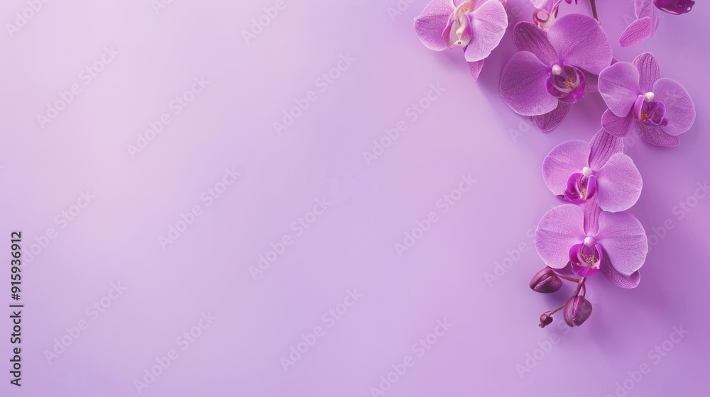 Pink Orchid Flowers on a Purple Background Pink Orchid Flowers on a Purple Background