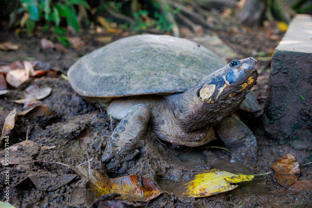 Obraz premium Close-up of Peruvian jungle turtle. In the Amazon jungle, near Iquitos, Peru. South America.