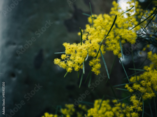 Yellow wattle #915937350