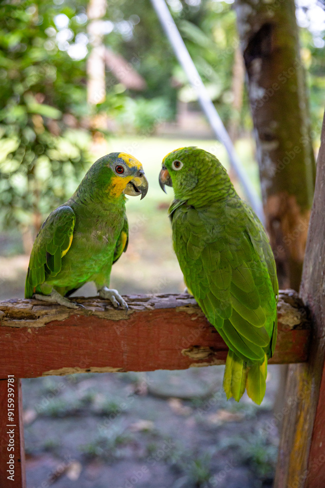 Small green parrot of the Peruvian jungle. In the Amazon jungle, near Iquitos, Peru. South America. Small green parrot of the Peruvian jungle. In the Amazon jungle, near Iquitos, Peru. South America.