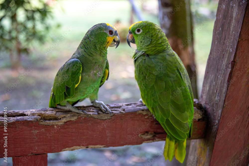 Obraz premium Small green parrot of the Peruvian jungle. In the Amazon jungle, near Iquitos, Peru. South America.
