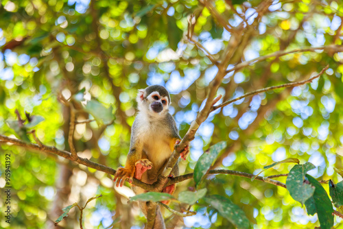 Small Peruvian jungle monkey. In the Amazon jungle, near Iquitos, Peru. South America.