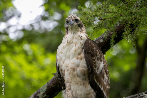 枝にとまるクマタカの若鳥 photo