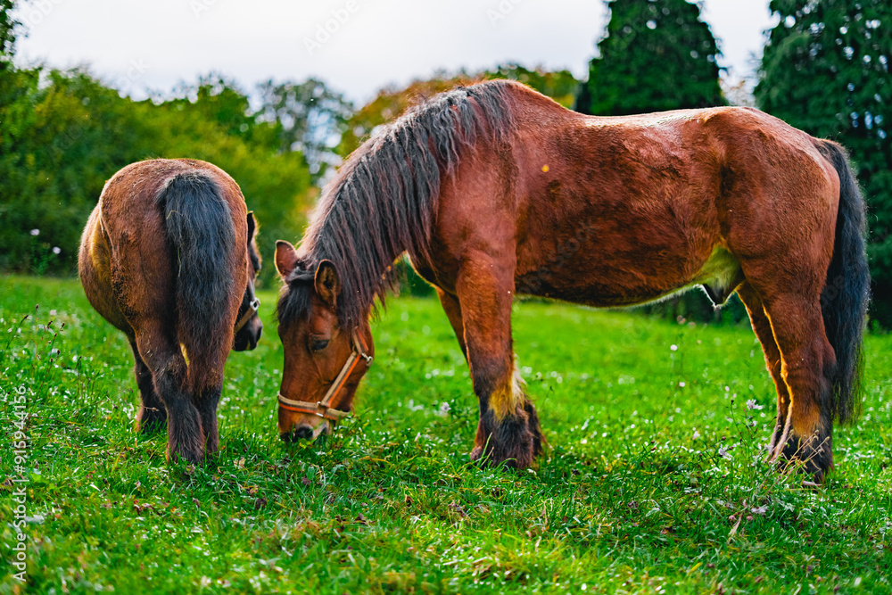 Small Pony from Behind and Big Draft Horse from the Side on a Green Pasture with Grass Small Pony from Behind and Big Draft Horse from the Side on a Green Pasture with Grass