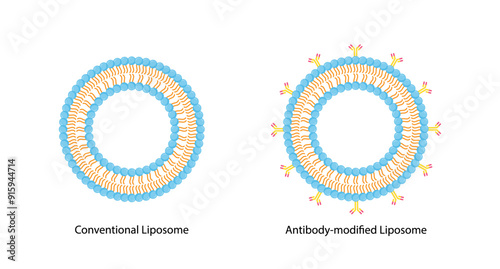 Conventional Liposome and Antibody-modified liposomes. Phospholipids, Drug encapsulation. Vector illustration.