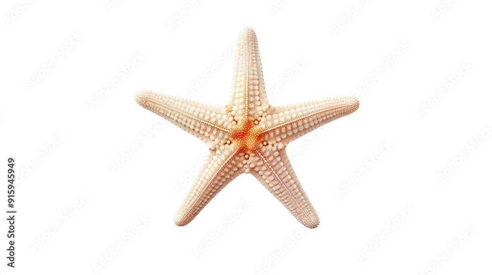 mall white fish - starfish sea star isolated on transparent png and white background