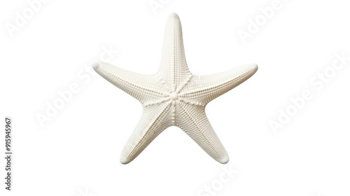 mall white fish - starfish sea star isolated on transparent png and white background