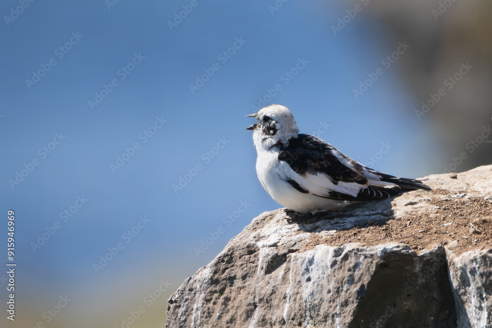 Fototapeta premium Snow bunting - Plectrophenax nivalis insulae male in breeding plumage singing on rock at blue background. Photo from Grimsey Island in Iceland.