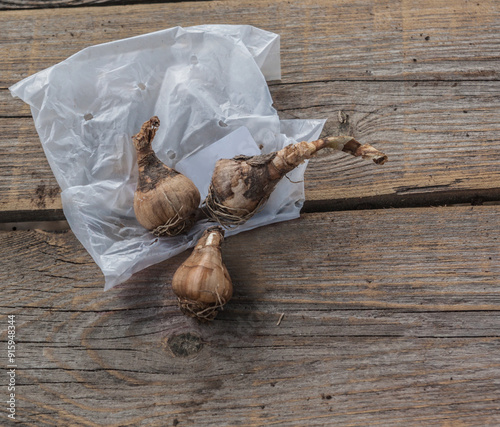 Leucojum bulbs before planting