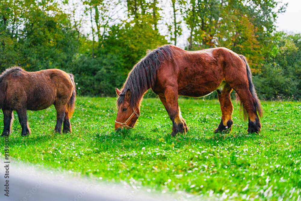 Large Brown Draught Horse Standing in the Green Pasture and Grazing on a Sunny Day Large Brown Draught Horse Standing in the Green Pasture and Grazing on a Sunny Day