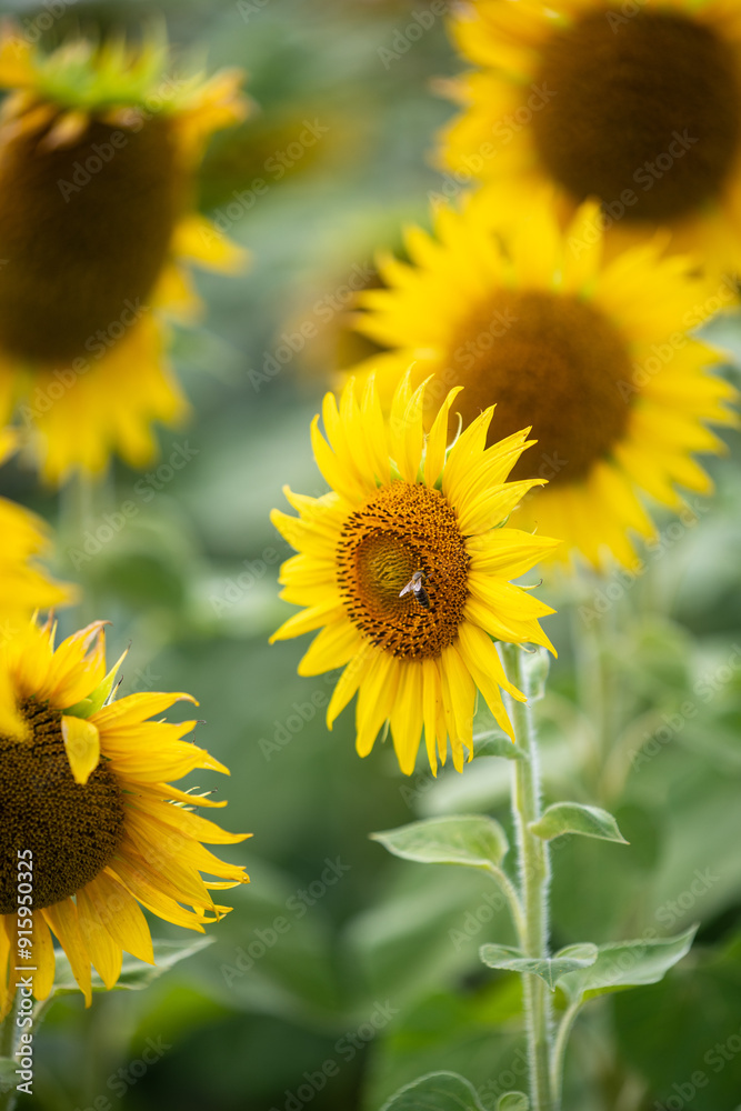 A bee on the sunflower A bee on the sunflower