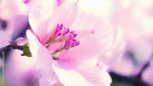 The soft pink hues of a cherry blossom bud just starting to bloom revealing its tightlypacked petals. photo