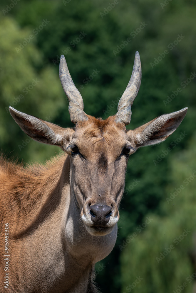 Moose antelope, head detail outdoors. Moose antelope, head detail outdoors.
