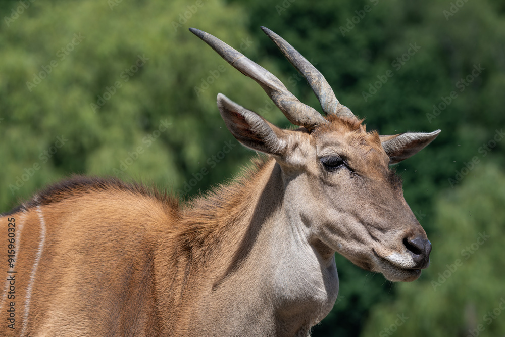 Moose antelope, head detail outdoors. Moose antelope, head detail outdoors.