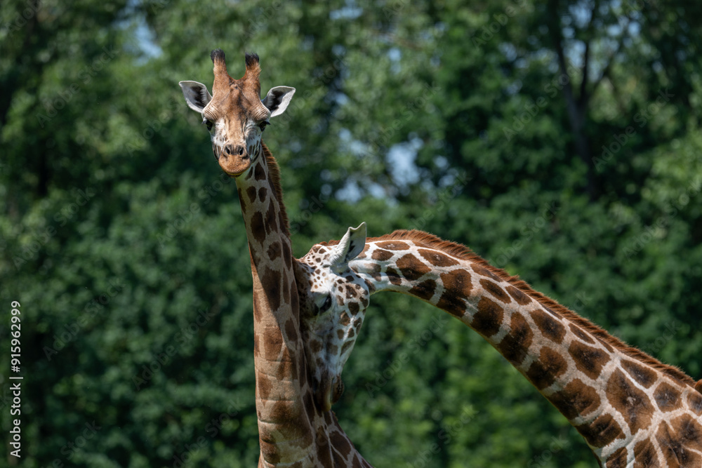 One giraffe crushes the neck of another. One giraffe crushes the neck of another.