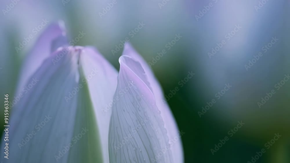 Raindrops delicately clinging to the intricate patterns of a blooming tulip enhancing its already stunning beauty. Raindrops delicately clinging to the intricate patterns of a blooming tulip enhancing its already stunning beauty.
