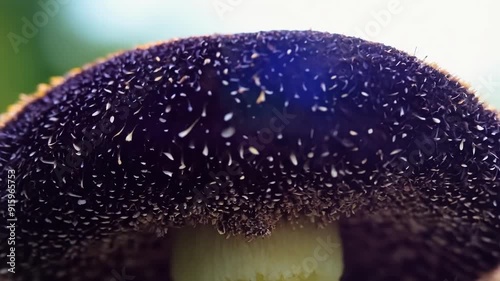 A macro shot of a dark purple mushroom displaying its spores in delicate zebralike patterns on the underside of its cap. photo