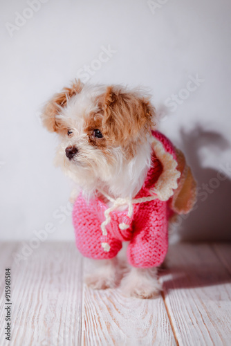 Studio portrait of white maltese adorable puppy. Portrait of a small dog. Cute pink sweater with a hood for a puppy. Dog clothes concept. Knitted clothes for animals. My friend maltipu poses. photo