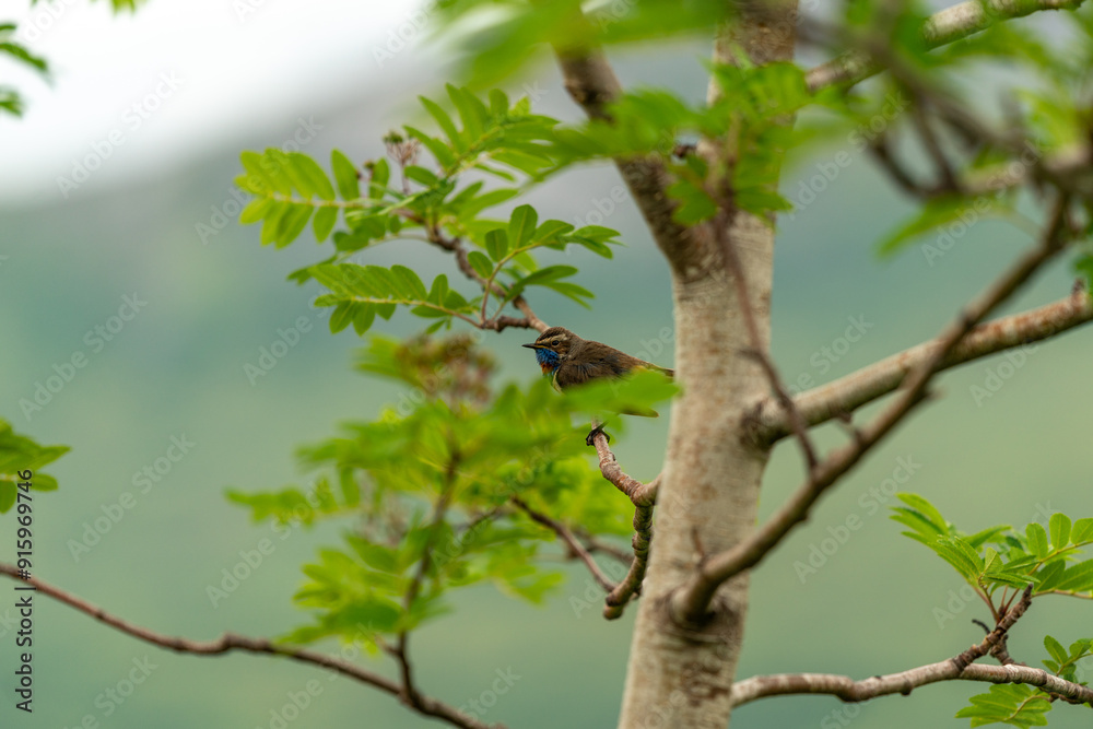 little bird singing on the tree in massvassbu in the fjord of andalsnes in norway little bird singing on the tree in massvassbu in the fjord of andalsnes in norway