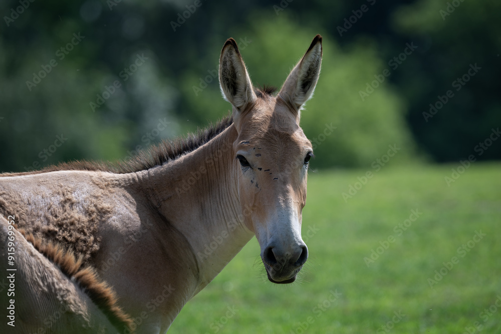 Onager - ungulate outside in the paddock. Onager - ungulate outside in the paddock.