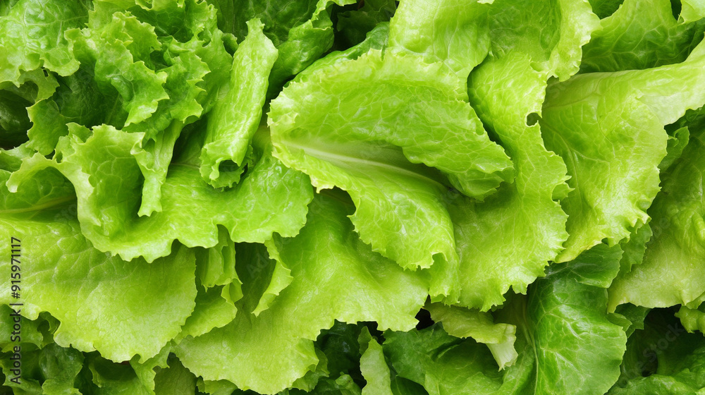 fresh green lettuce leaves, showcasing the organic texture and rich color of a healthy salad ingredient fresh green lettuce leaves, showcasing the organic texture and rich color of a healthy salad ingredient