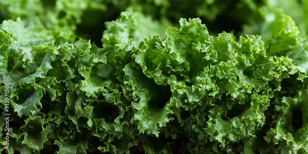 fresh green lettuce leaves, showcasing the organic texture and rich color of a healthy salad ingredient fresh green lettuce leaves, showcasing the organic texture and rich color of a healthy salad ingredient