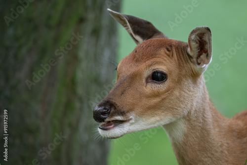 Detail of a doe's head in nature.