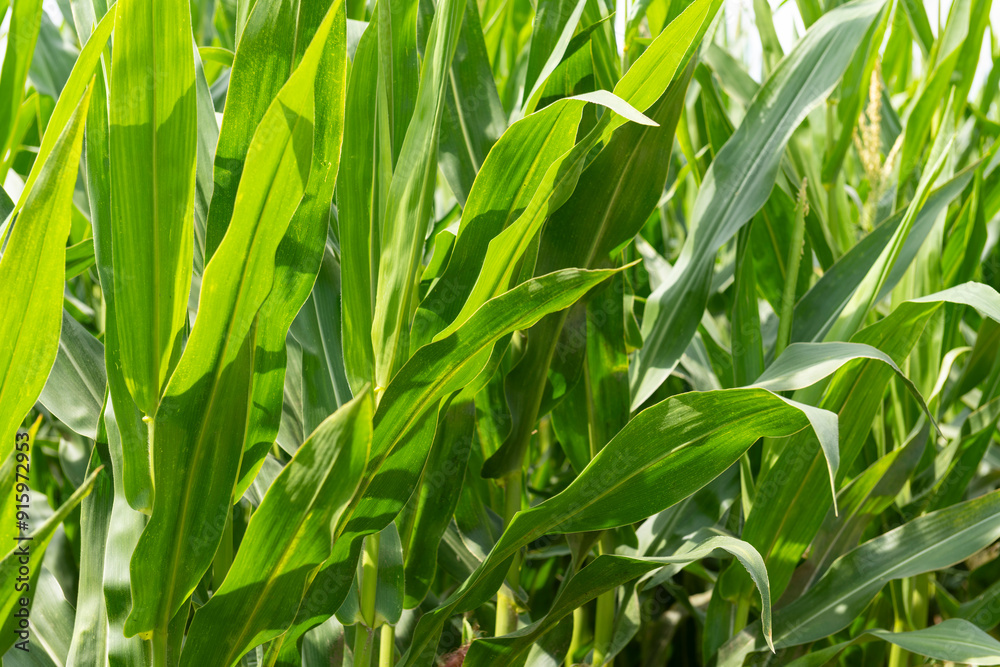 Close up of corn plants in a field in the heat of summer. Close up of corn plants in a field in the heat of summer.