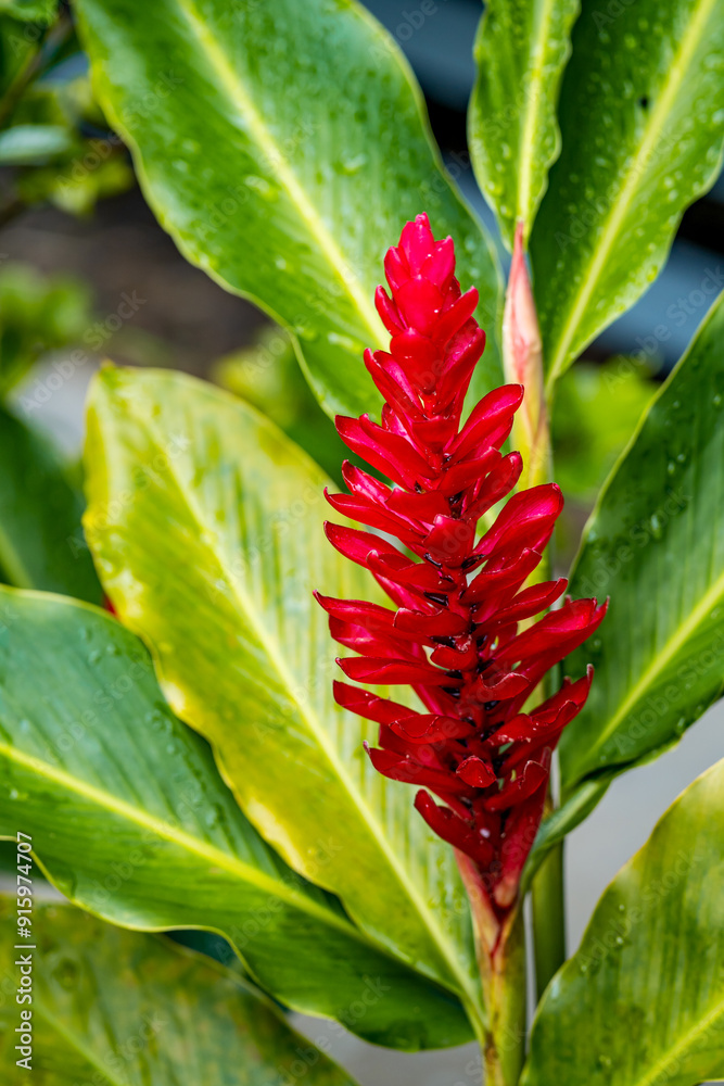 Close-up of Red Ginger (Alpinia Purpurata), Hawaii Close-up of Red Ginger (Alpinia Purpurata), Hawaii