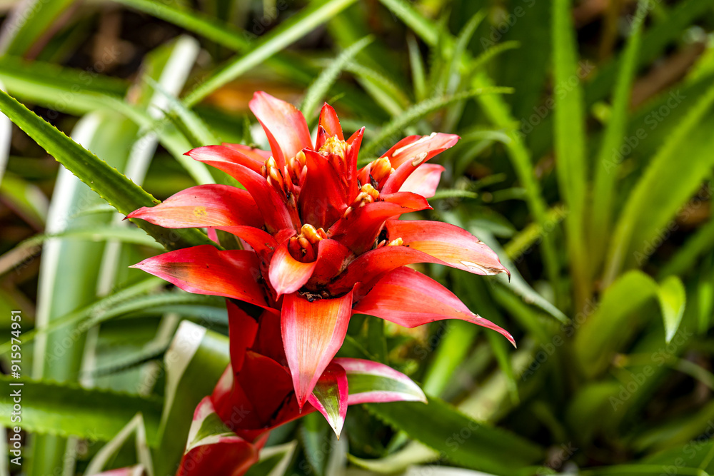 Close-up of Guzmania Lingulata, Hawai‘i Tropical Botanical Garden Close-up of Guzmania Lingulata, Hawai‘i Tropical Botanical Garden