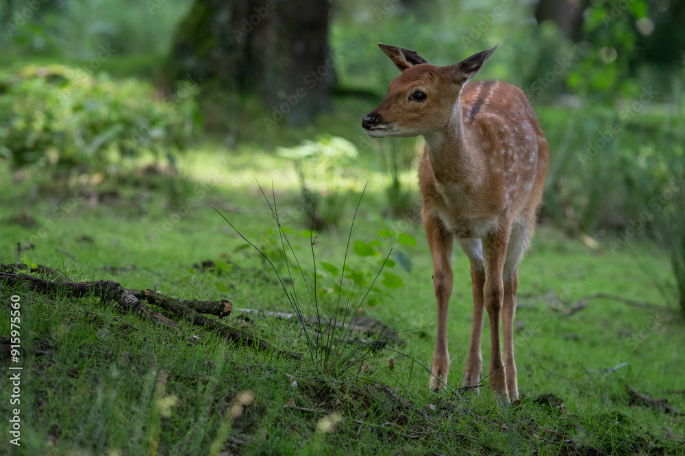 A female Vietnamese sika deer stands in the forest. A female Vietnamese sika deer stands in the forest.