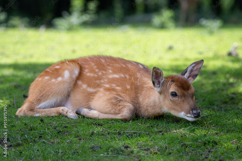 Obraz premium A female Vietnamese sika deer lies on the grass.