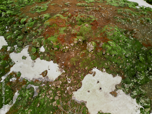 Green and red moss growing on volcanic soil with patches of snow