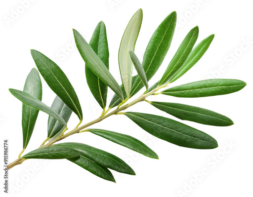 Olive tree, twigs with fresh green leaves isolated on white