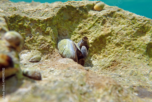 Endemic freshwater clam in Ohrid  lake, underwater photography - Dreissena sp. photo