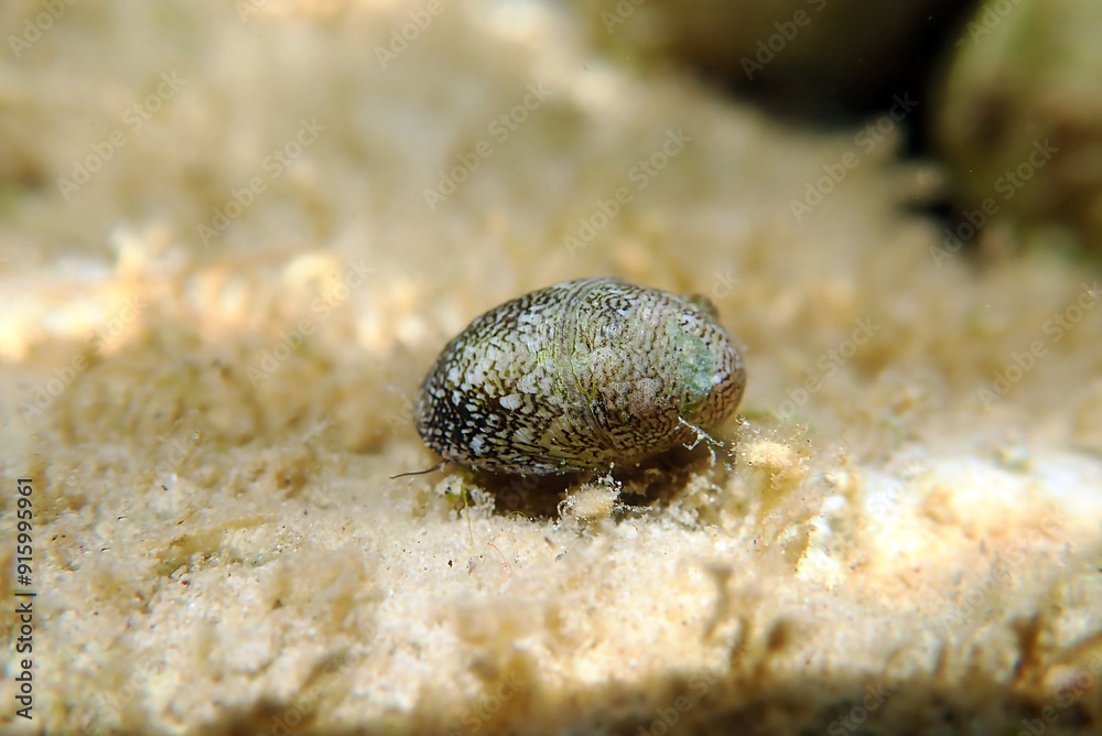 Freshwater and brackish water snail - Theodoxus fluviatilis (rare image) Freshwater and brackish water snail - Theodoxus fluviatilis (rare image)