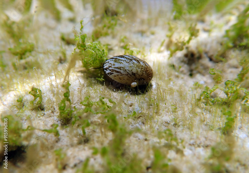 Freshwater and brackish water snail - Theodoxus fluviatilis (rare image) photo