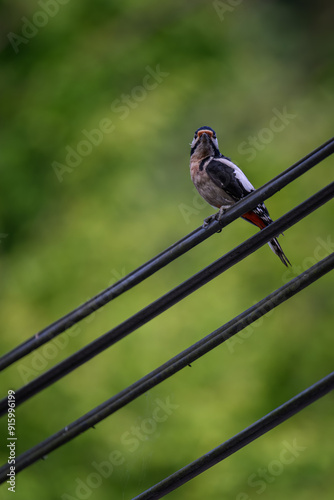 Great spotted woodpecker sitting on a black isolated wire. photo