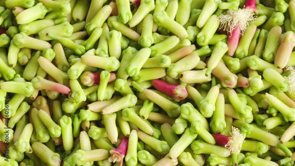Fresh clove buds rotating, harvest Fresh clove buds rotating, harvest