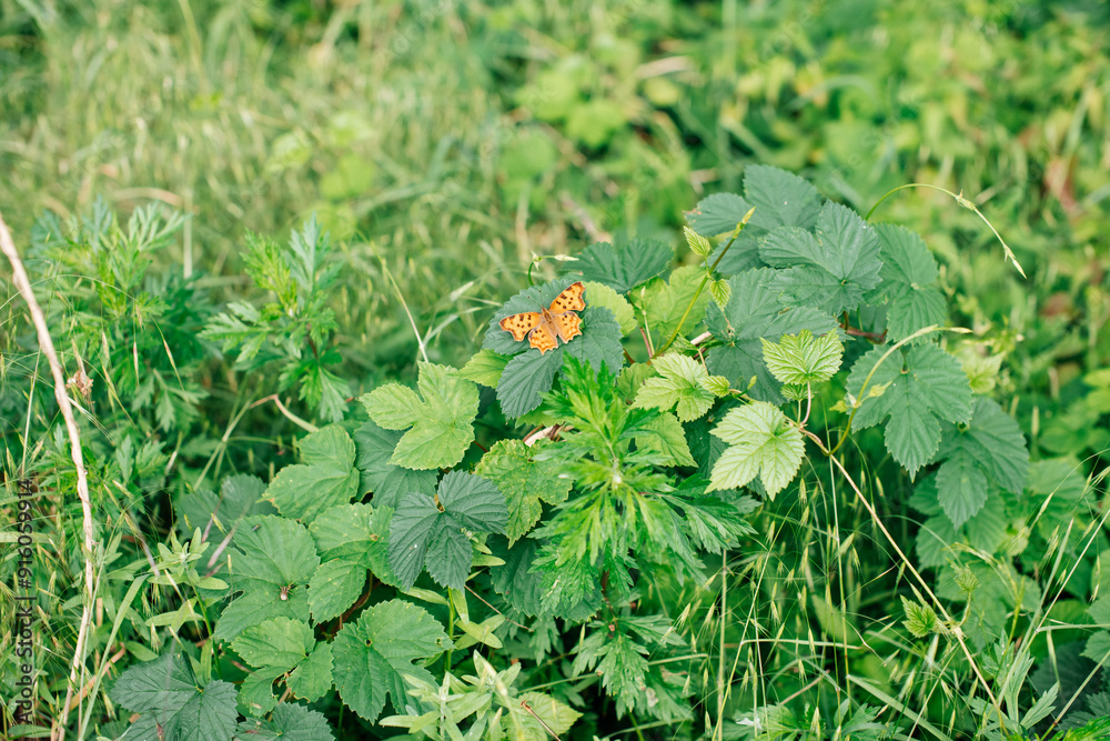 A beautiful orange butterfly perched on green foliage, highlighting the serenity and beauty of nature. A beautiful orange butterfly perched on green foliage, highlighting the serenity and beauty of nature.