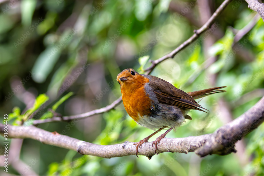 Robin Red Breast (Erithacus rubecula) in the English Garden, Munich, Germany Robin Red Breast (Erithacus rubecula) in the English Garden, Munich, Germany