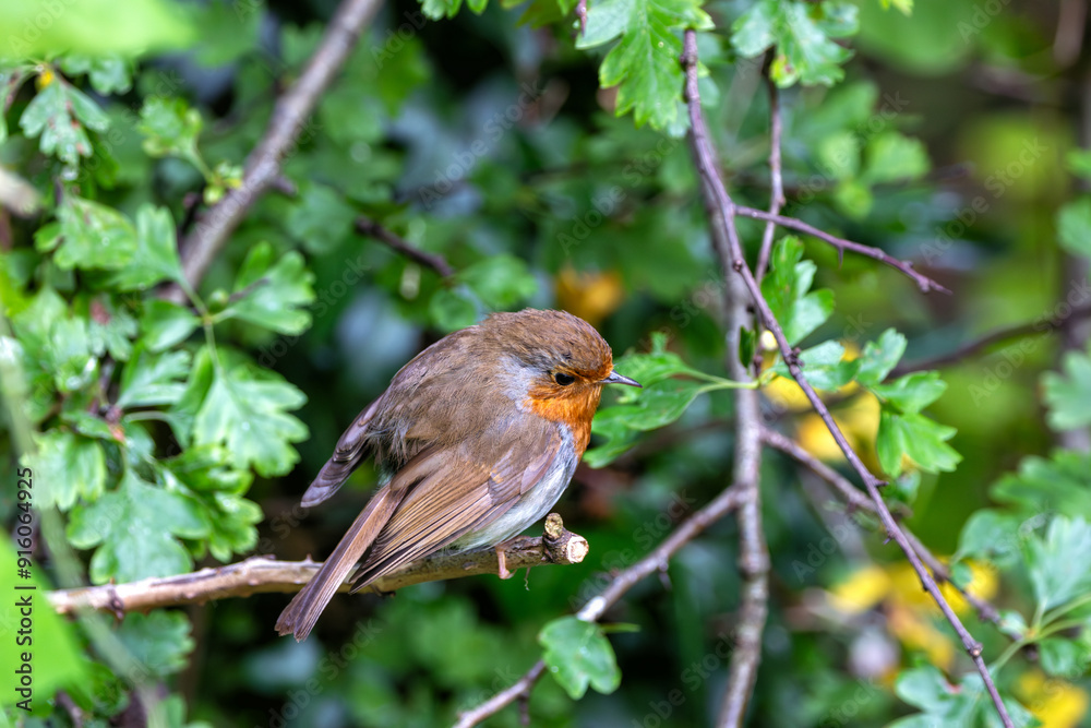Robin Red Breast (Erithacus rubecula) in the English Garden, Munich, Germany Robin Red Breast (Erithacus rubecula) in the English Garden, Munich, Germany
