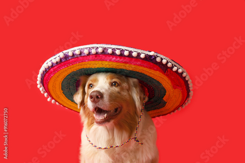 Funny dog in sombrero hat o...