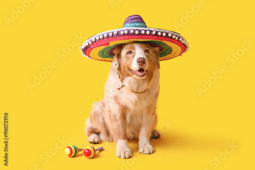 Funny dog in sombrero hat a...