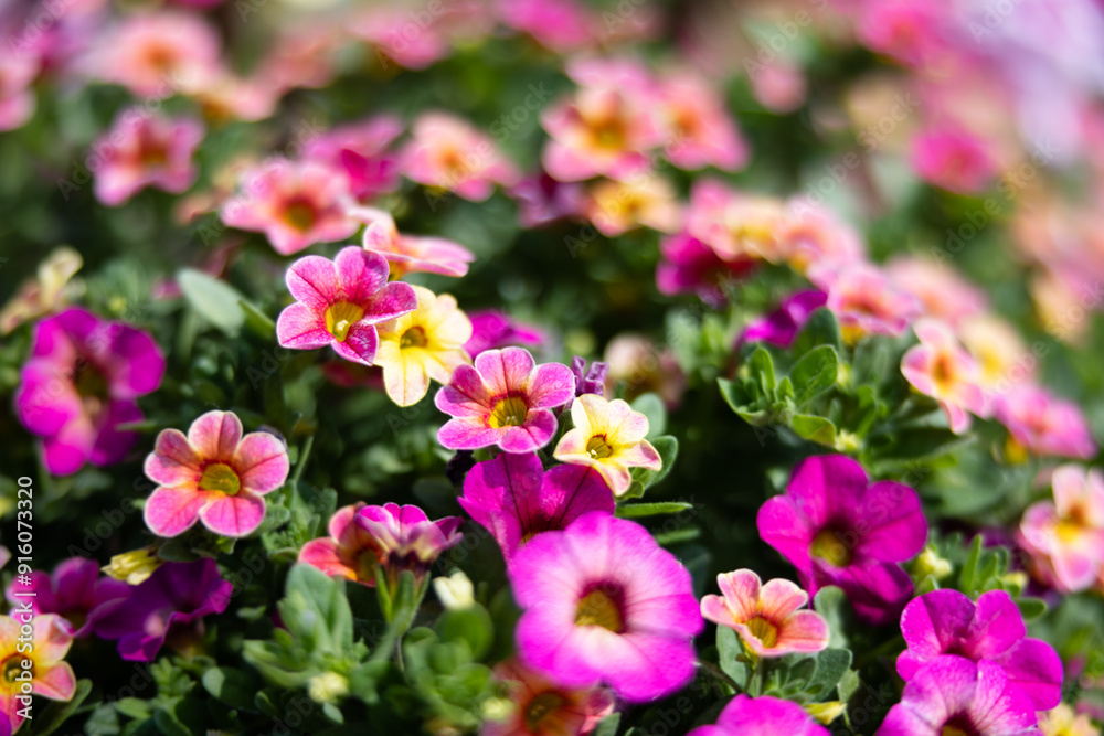 Flower Garden Background Bokeh Blur Macro Close Up Afternoon Sunny Flower Garden Background Bokeh Blur Macro Close Up Afternoon Sunny